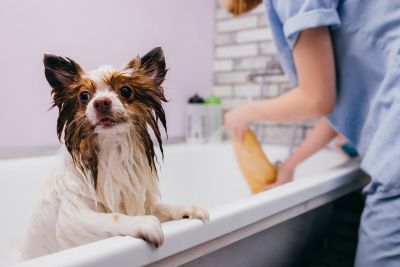 Pet Grooming and Pet Sitting Insurance in Oregon City, OR by SARACCO INSURANCE AGENCY
