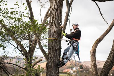 Tree Trimming Insurance in Oregon City, OR by SARACCO INSURANCE AGENCY